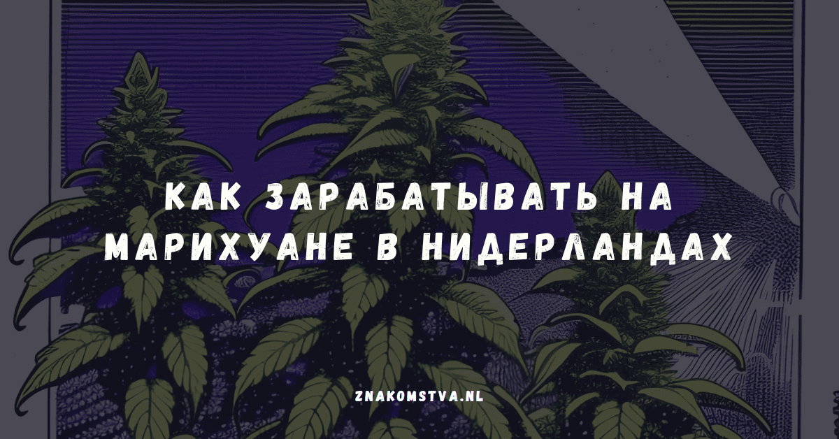 Как зарабатывать на марихуане в Нидерландах